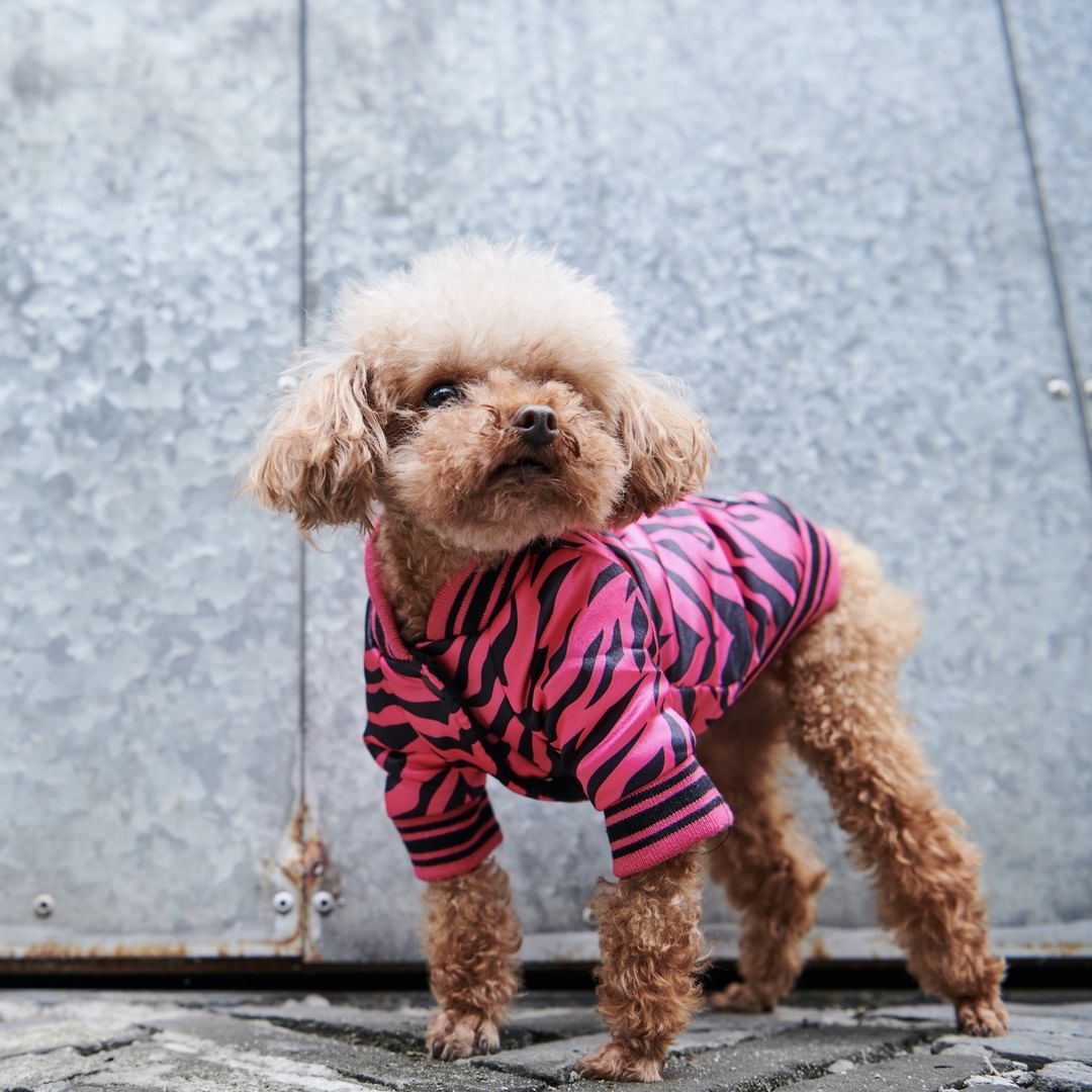 Cotton Pink Zebra Dog Jacket