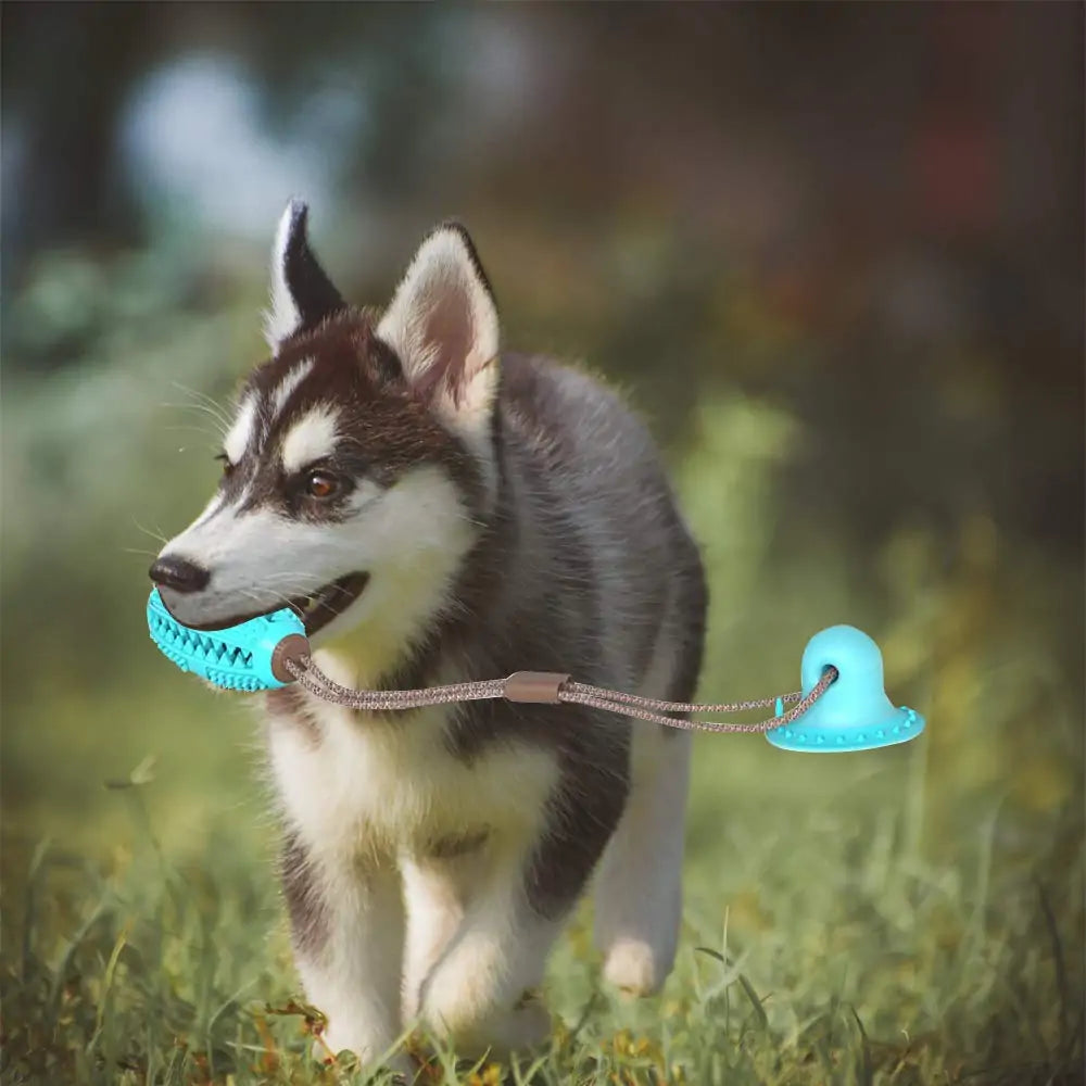 Pet Dog Toys Silicon Suction Cup sold by Poopy and Poops General Pet Store poppyandpoops.ca