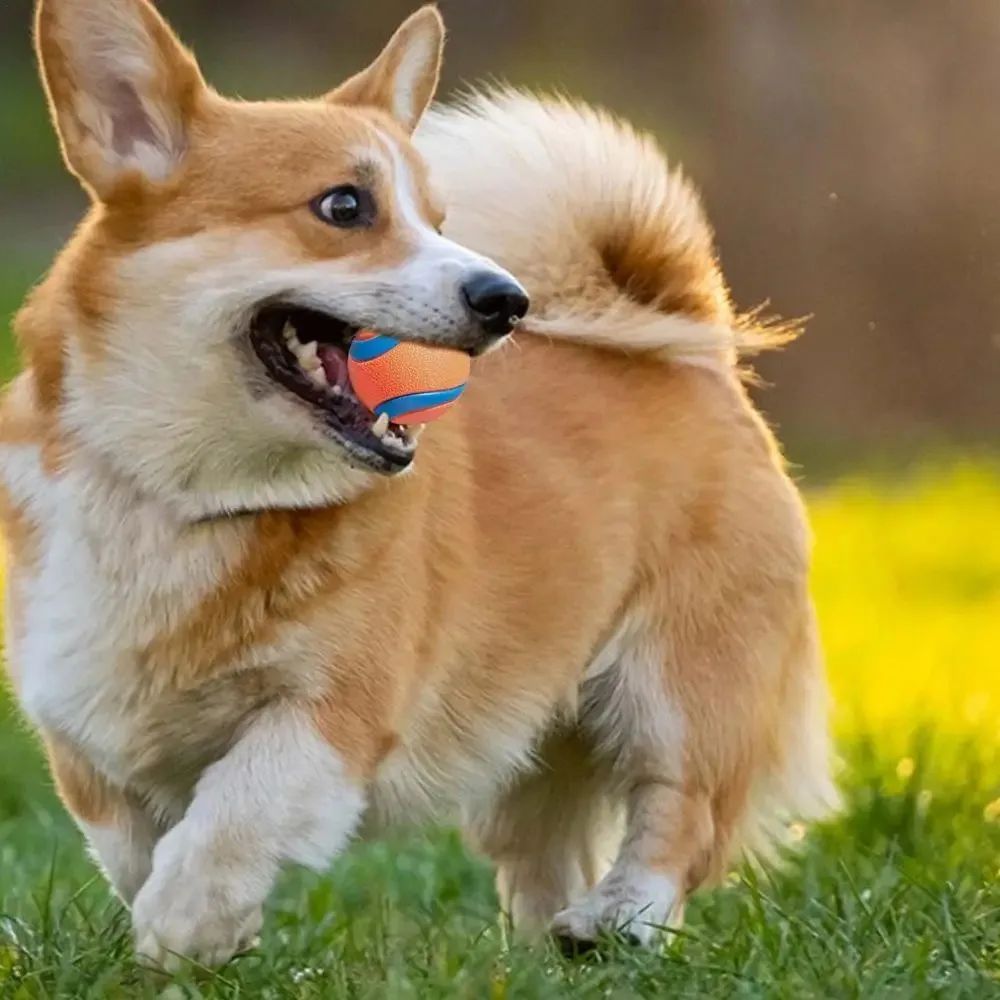 Rubber Dog Ball for Medium to Small Dogs in Orange