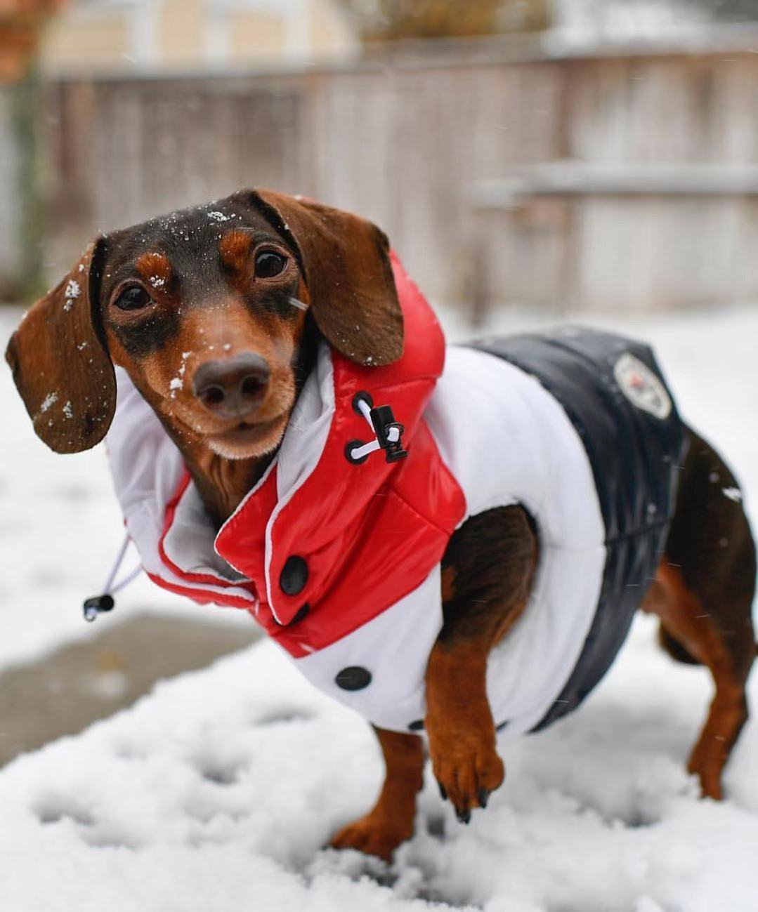 Retro Winter Down Puff Dog Vest in Striped Red White and Blue