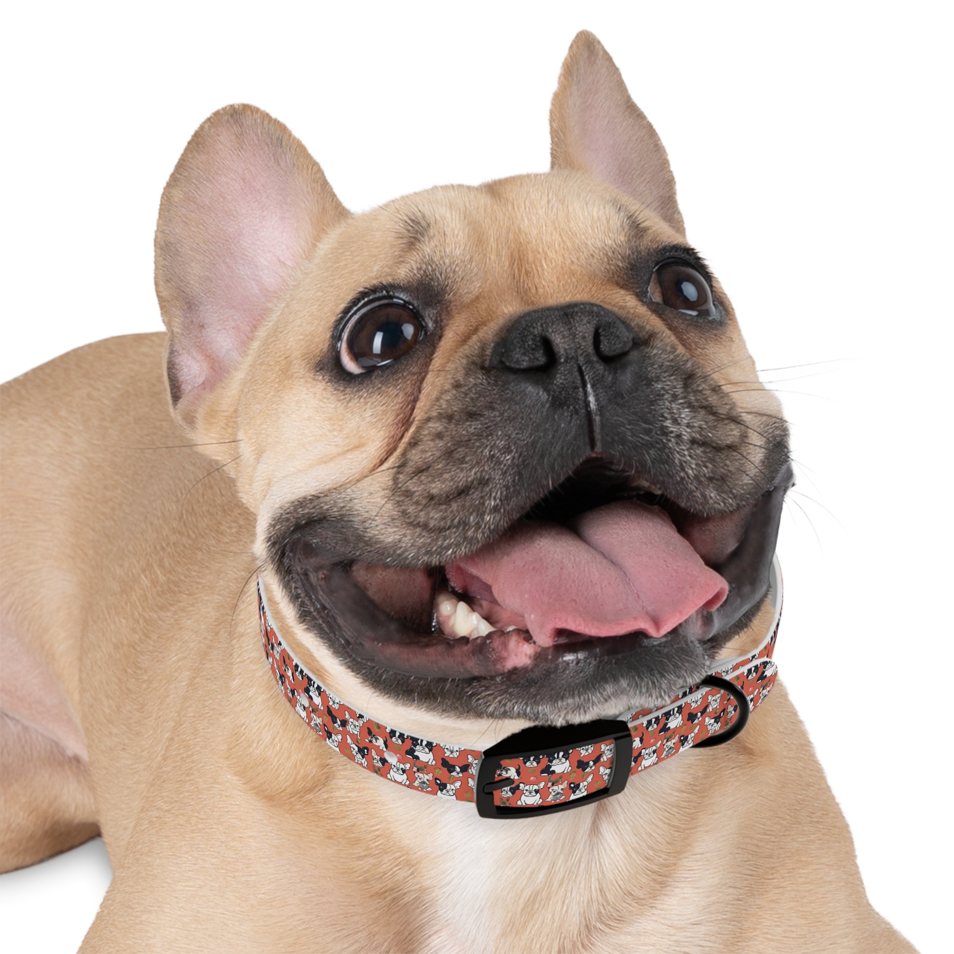 French Bull Dog Print Dog Collar sold by Poopy and Poops General Pet Store poppyandpoops.ca