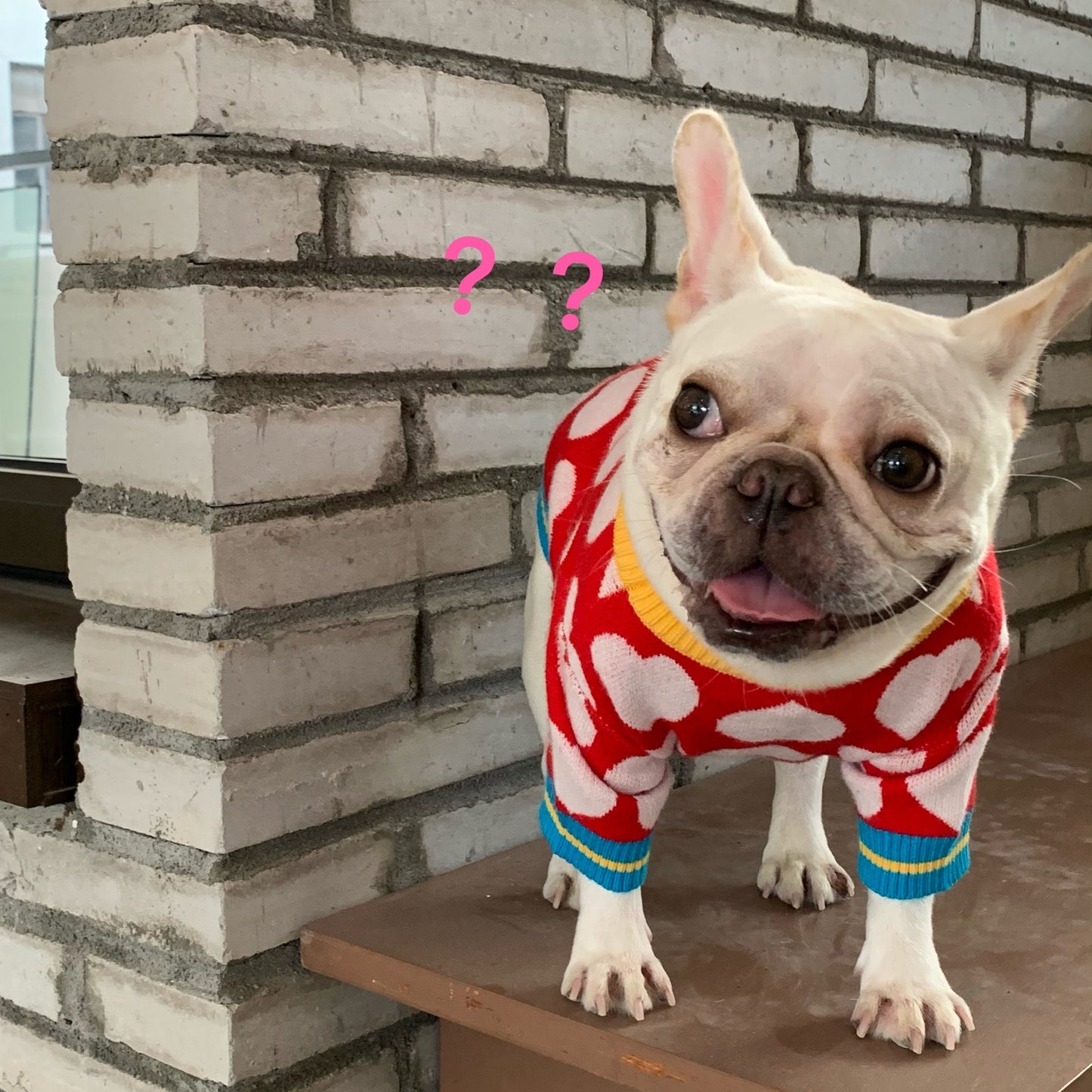 White Heart Print Wool Knitted Dog Sweater with Yellow and Blue Trim in Red