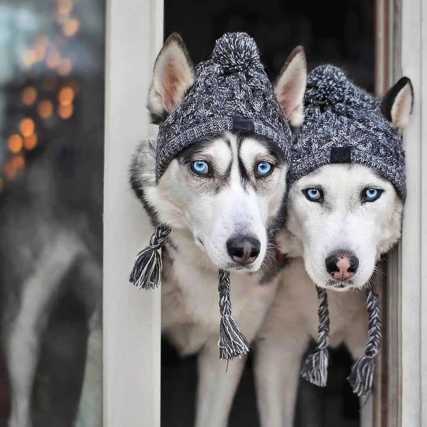 Pet Windproof Knitting Hat sold by Poopy and Poops General Pet Store poppyandpoops.ca