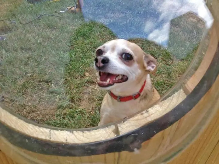 Pet Peek-a-Boo Fence Window sold by Poopy and Poops General Pet Store poppyandpoops.ca