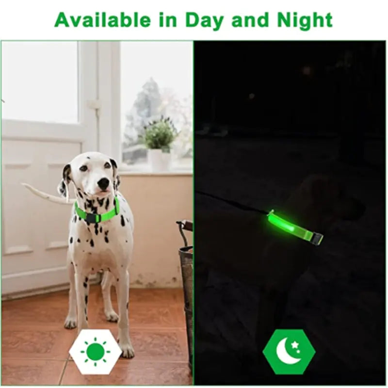 Glowing Dog Collar sold by Poopy and Poops General Pet Store poppyandpoops.ca