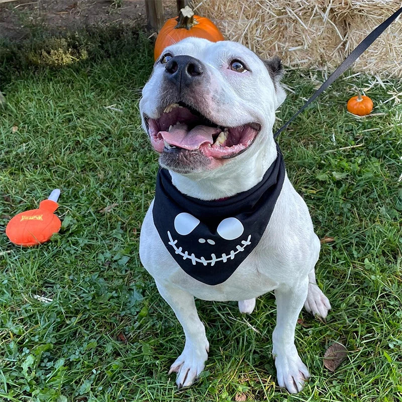 Skeleton Pet Dog Cat puppy Bandana Halloween eve Party Fancy Dress Costume accessory Trick or Treat decoration gift Photo props sold by Poopy and Poops General Pet Store poppyandpoops.ca