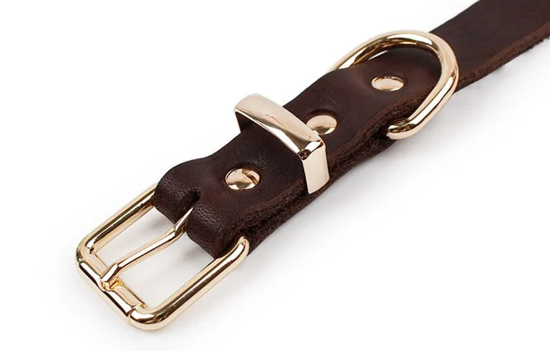 Leather Dog Collar sold by Poopy and Poops General Pet Store poppyandpoops.ca