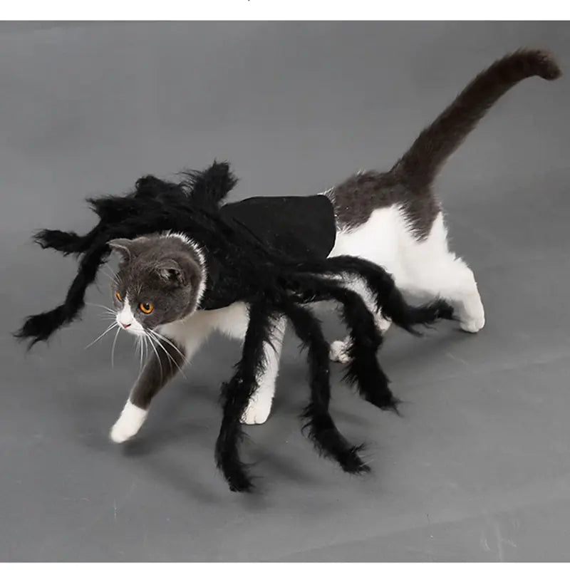 Halloween Spider Costume for Pets sold by Poopy and Poops General Pet Store poppyandpoops.ca