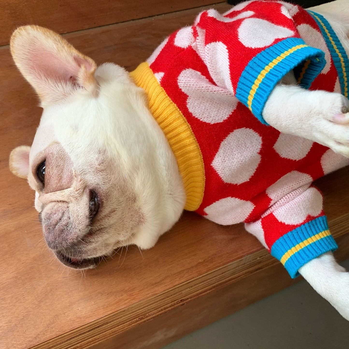 White Heart Print Wool Knitted Dog Sweater with Yellow and Blue Trim in Red