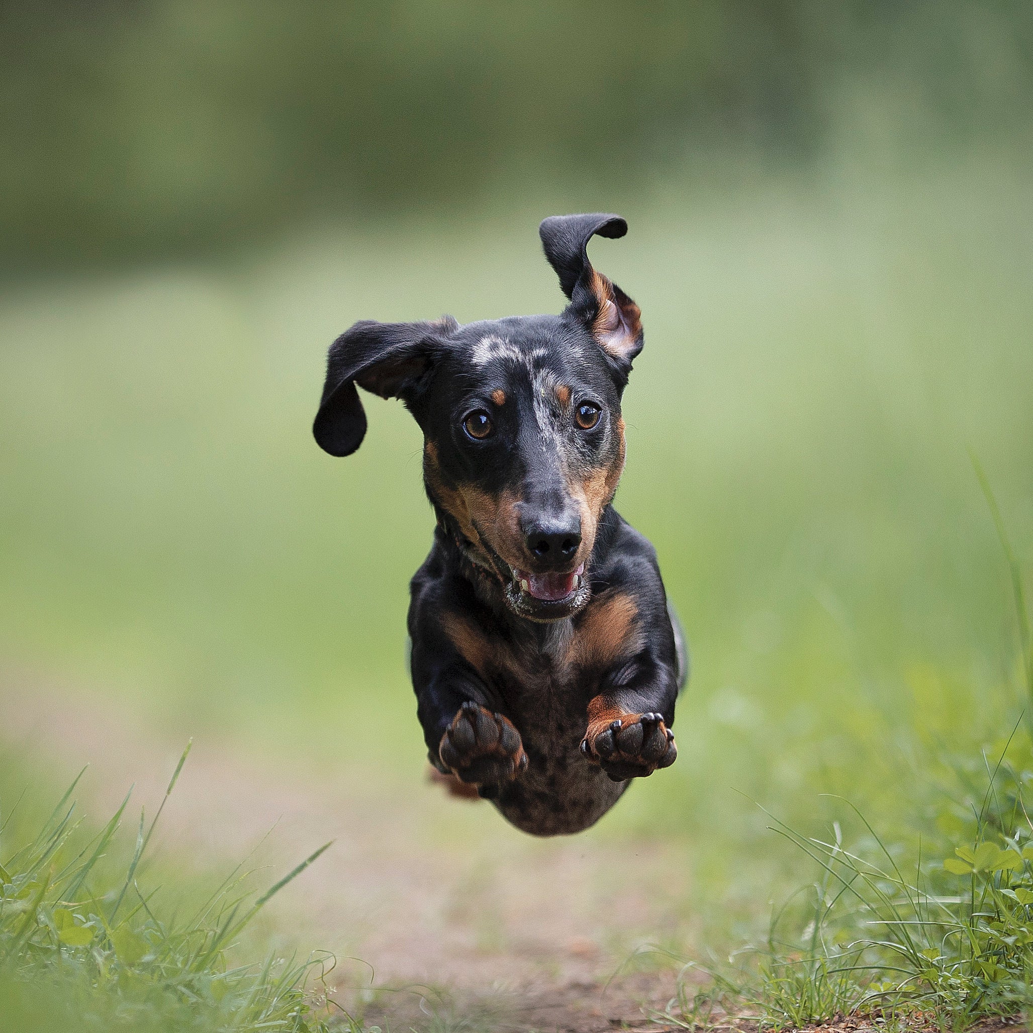 Happy Dachshund running through a grassy field 