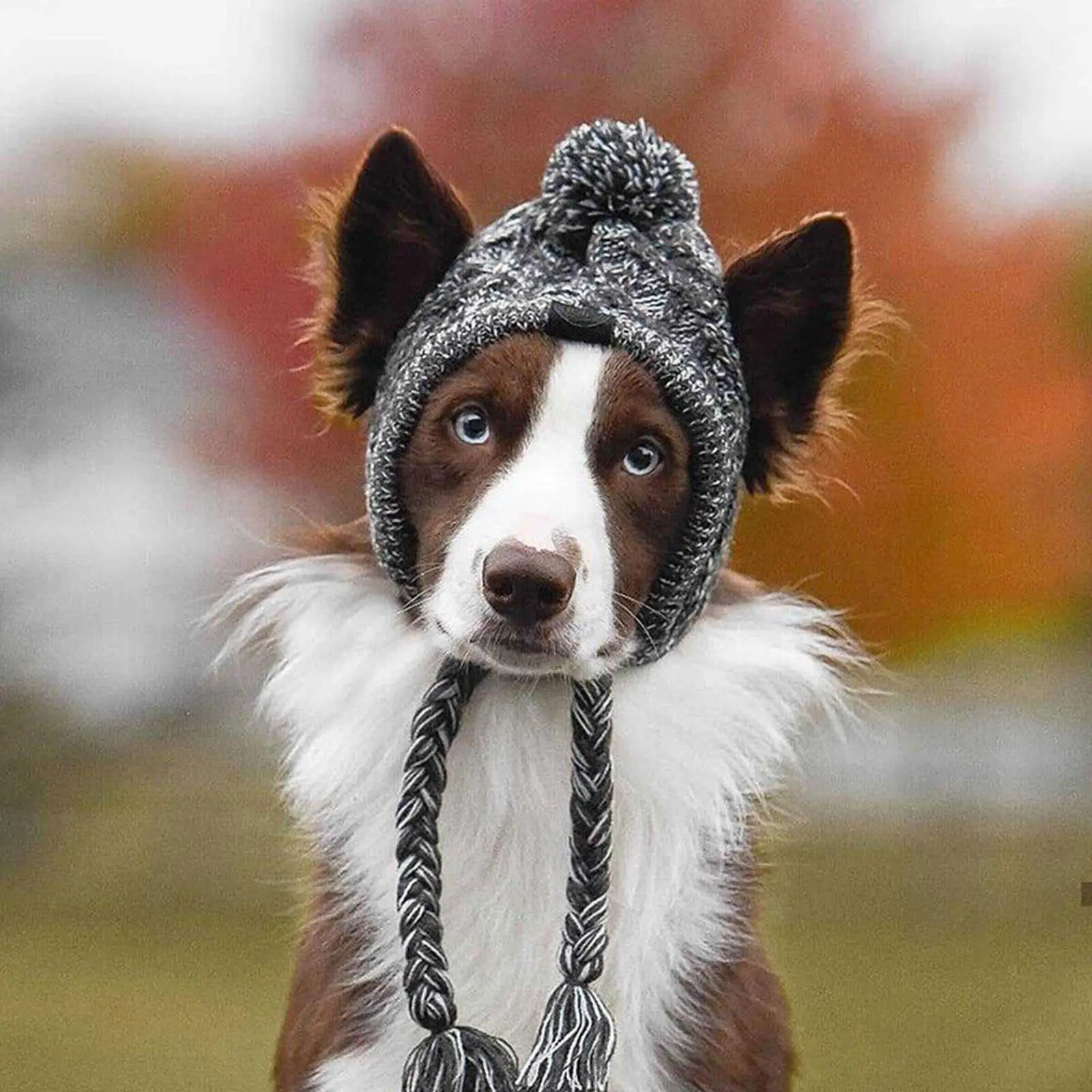 Pet Windproof Knitting Hat sold by Poopy and Poops General Pet Store poppyandpoops.ca