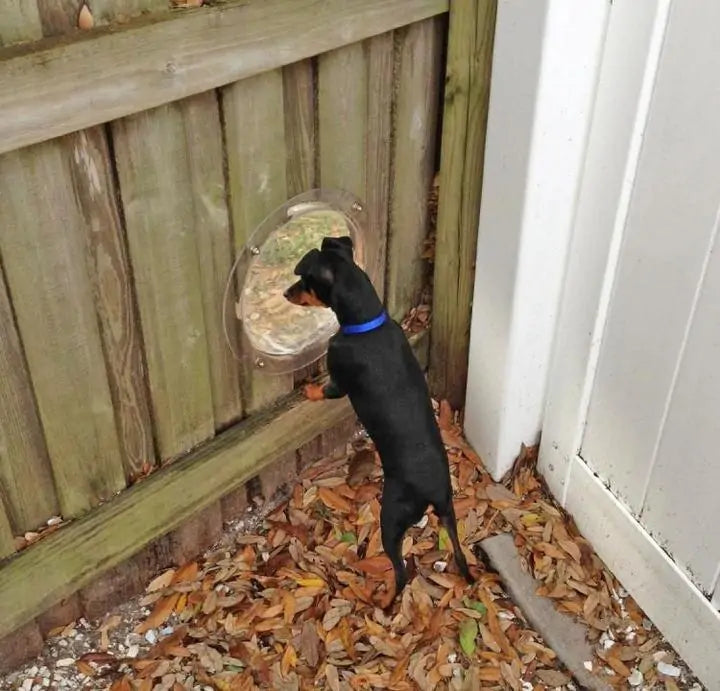 Pet Peek-a-Boo Fence Window sold by Poopy and Poops General Pet Store poppyandpoops.ca