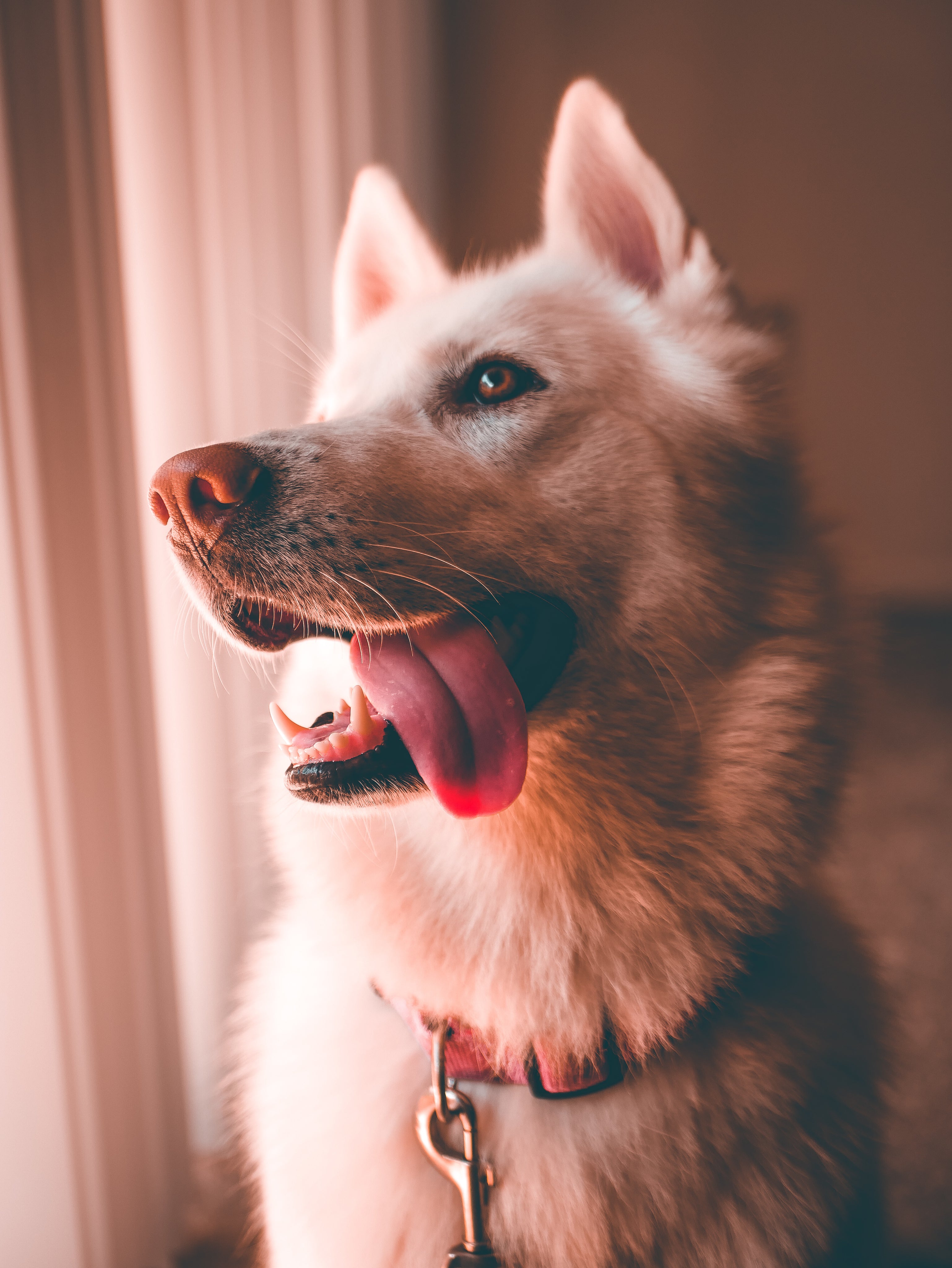 A happy looking white husky looking out the window with his tong hanging out 